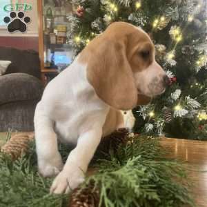 Gunner, Beagle Puppy