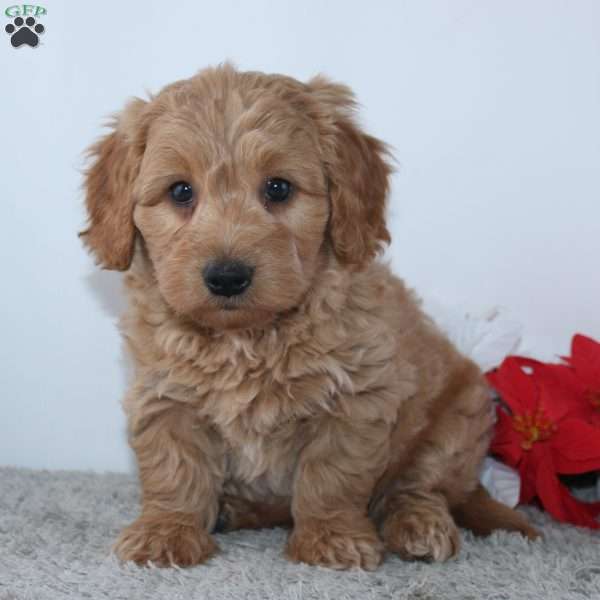 Ian, Mini Goldendoodle Puppy