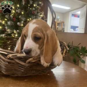 Gunner, Beagle Puppy