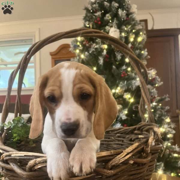 Gunner, Beagle Puppy