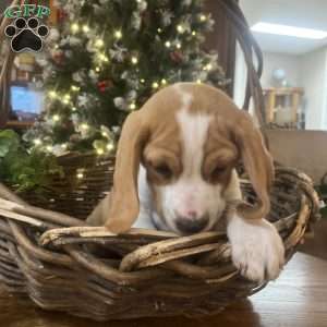 Gunner, Beagle Puppy
