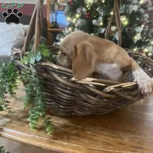 Gunner, Beagle Puppy