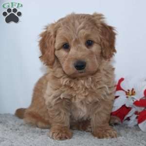 Ian, Mini Goldendoodle Puppy