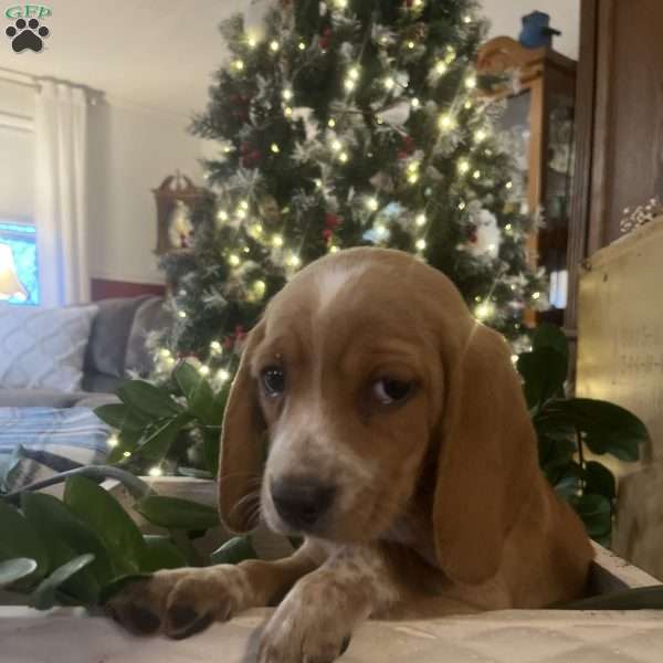 Goldie, Beagle Puppy