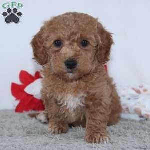 Israel, Mini Goldendoodle Puppy