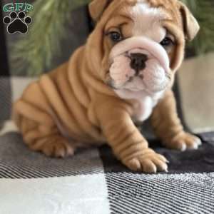 Crosby, English Bulldog Puppy