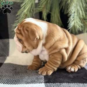 Crosby, English Bulldog Puppy