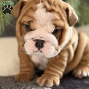 Crosby, English Bulldog Puppy