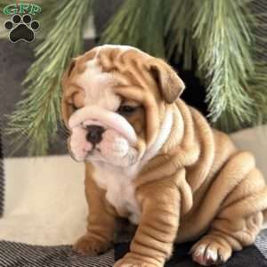 Crosby, English Bulldog Puppy