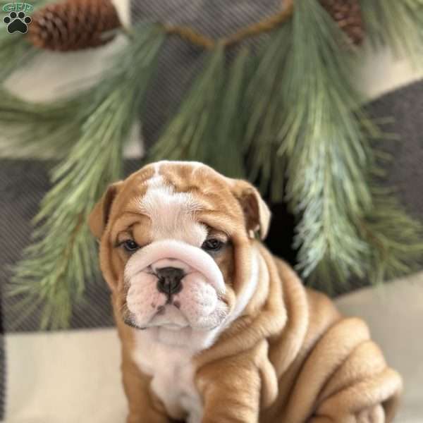 Crosby, English Bulldog Puppy