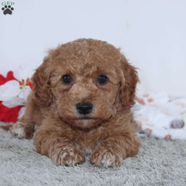 Israel, Mini Goldendoodle Puppy