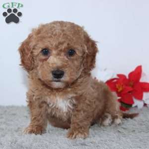 Israel, Mini Goldendoodle Puppy