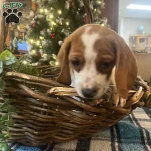 Gwen, Beagle Puppy