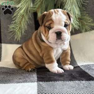 Holly, English Bulldog Puppy