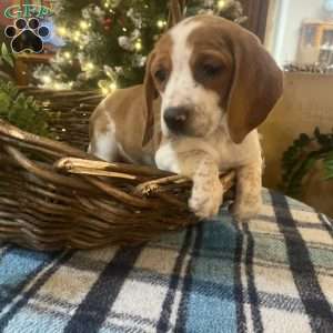 Gwen, Beagle Puppy