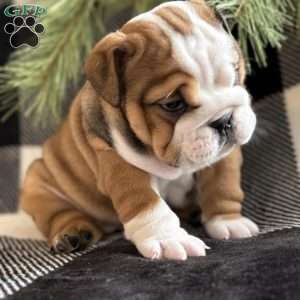 Holly, English Bulldog Puppy