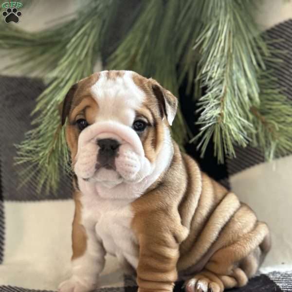 Holly, English Bulldog Puppy