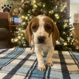 Gwen, Beagle Puppy