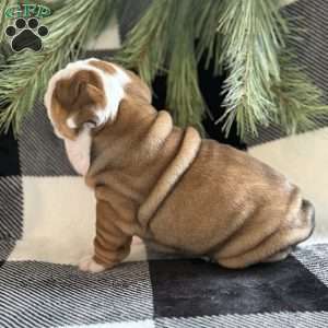 Holly, English Bulldog Puppy