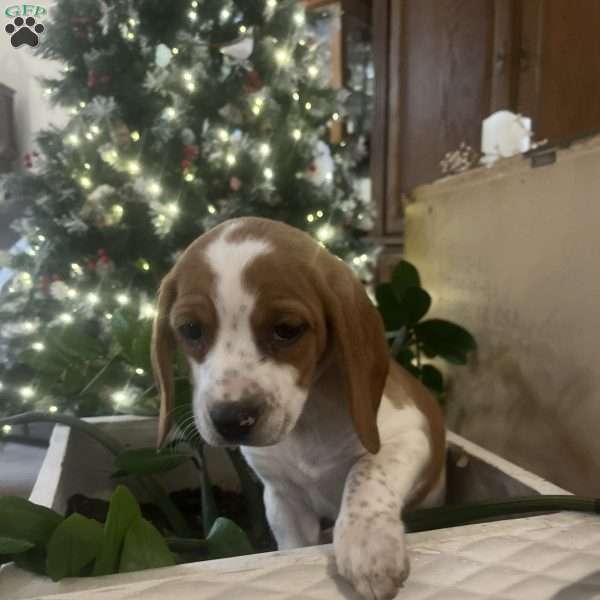 Gwen, Beagle Puppy