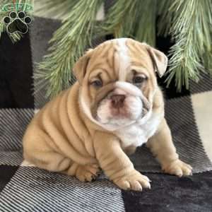 Gracie, English Bulldog Puppy