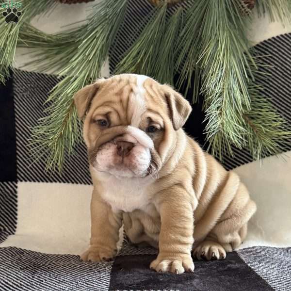 Gracie, English Bulldog Puppy
