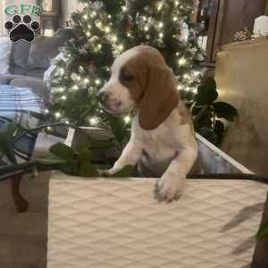 Glory, Beagle Puppy