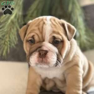 Gracie, English Bulldog Puppy