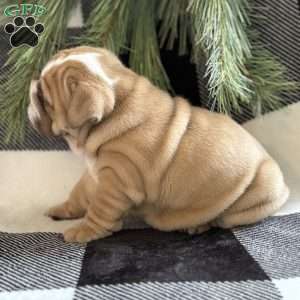 Gracie, English Bulldog Puppy