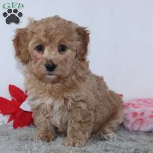Isabella, Mini Goldendoodle Puppy