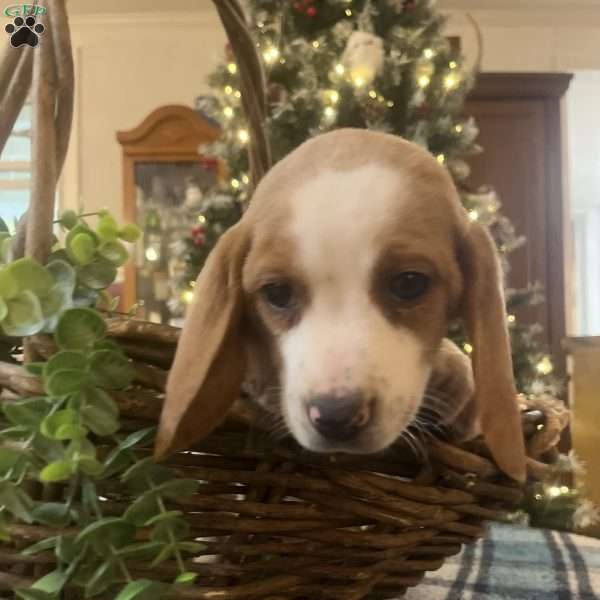 Glory, Beagle Puppy