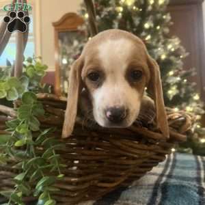 Glory, Beagle Puppy