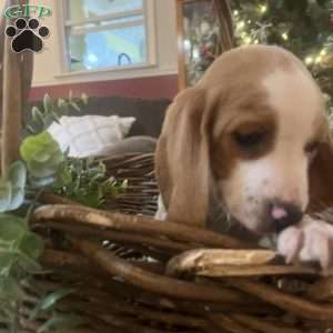 Glory, Beagle Puppy