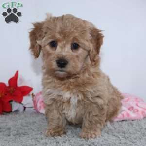 Isabella, Mini Goldendoodle Puppy