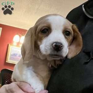 Glory, Beagle Puppy