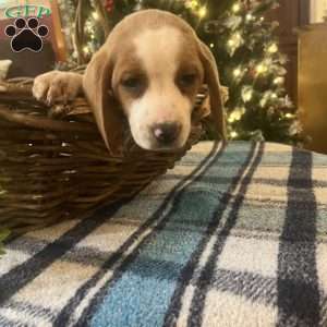 Glory, Beagle Puppy
