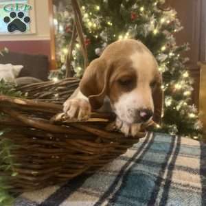 Glory, Beagle Puppy