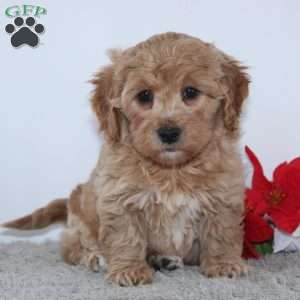 Isabella, Mini Goldendoodle Puppy