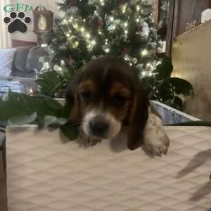 Gracie, Beagle Puppy