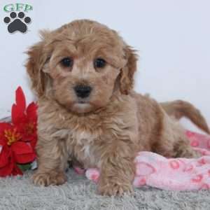 Isabella, Mini Goldendoodle Puppy