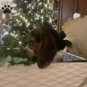 Gracie, Beagle Puppy