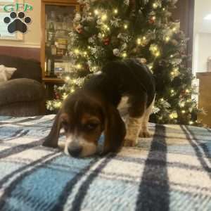 Gracie, Beagle Puppy