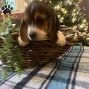 Gracie, Beagle Puppy