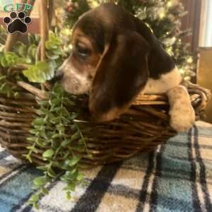 Gracie, Beagle Puppy