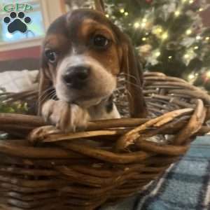 Gracie, Beagle Puppy