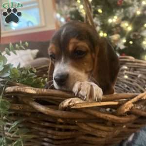 Gracie, Beagle Puppy