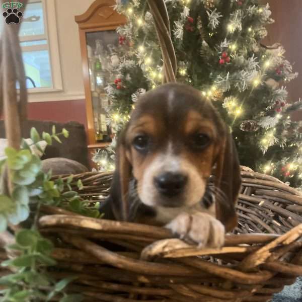 Gracie, Beagle Puppy