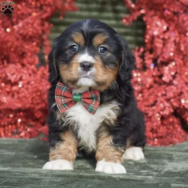 Felicity, Miniature Bernese Mountain Dog Puppy