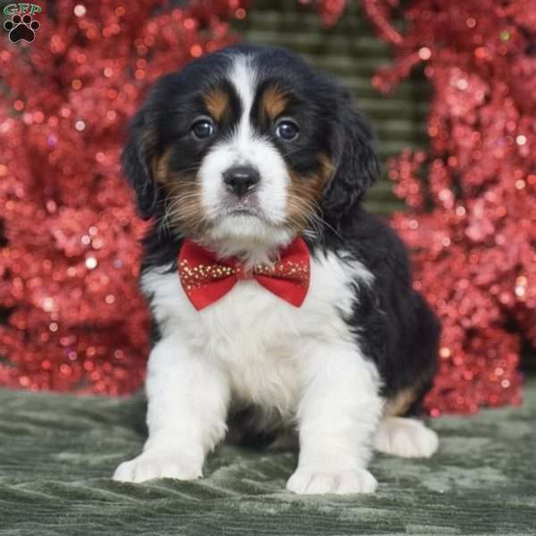 Faith, Miniature Bernese Mountain Dog Puppy
