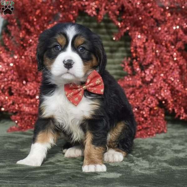 Francesca, Miniature Bernese Mountain Dog Puppy